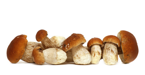 Wild Foraged Mushroom selection isolated on white background, with shadow. Boletus Edulis mushrooms