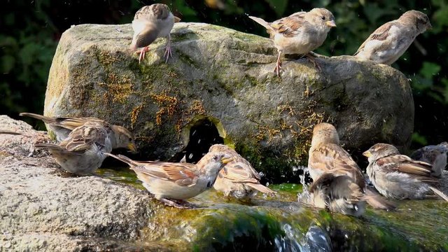 Wildlife Birds - English House Sparrows splashing and playing in water - Staffordshire England: August 2016