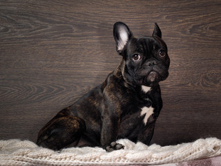 Cute french bulldog puppy sitting in a wooden wall. The dog is looking with hope