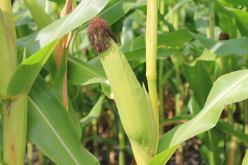 Maiskolben wächst im Maisfeld