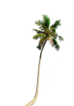 Coconut palm trees isolated on white background. Included clipping path