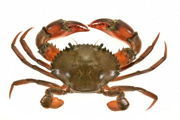 Closeup Of A Crab Isolated On White Background