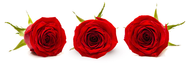 Fototapeta premium Three red rose Bud on white background