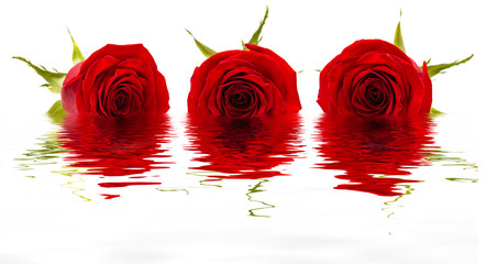 Three red rose Bud on white background