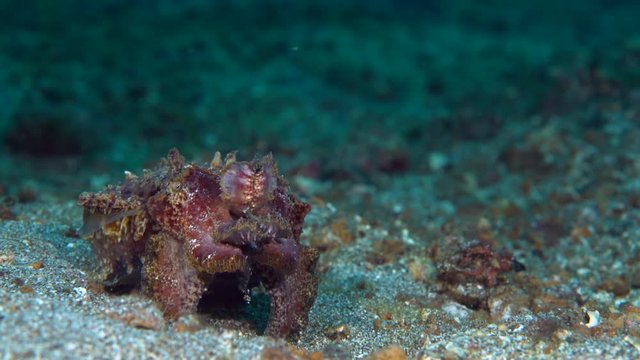 Flamboyant cuttlefish (Metasepia pfefferi) hunting and feeding