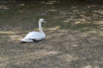 White swan sitting on land.