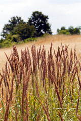  Species of tall grass