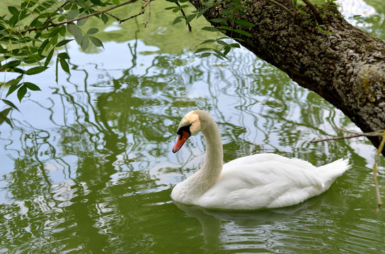 Summer Landscape, white swan.