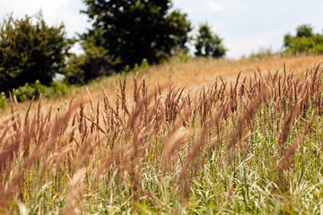 Species of tall grass