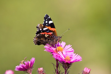 Admiral auf Herbstastern