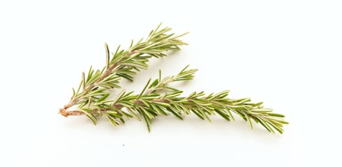 Rosemary twig on white background