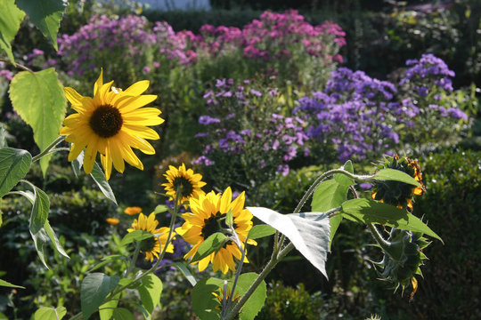 Sonnenblumen im Herbstgarten