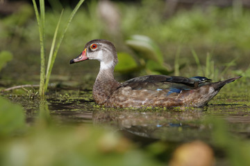 Male Wood Duck in Eclipse Plumage - Summer