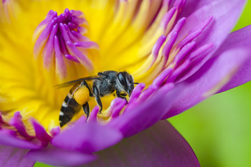 Close up bee and violet lotus flower