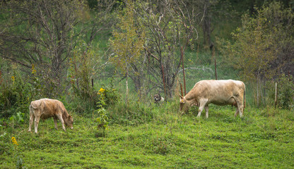 Cow grazing in the meadow