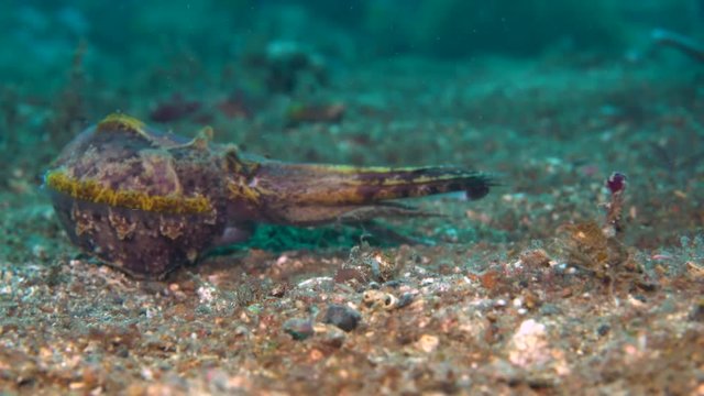 Flamboyant cuttlefish (Metasepia pfefferi) hunting
