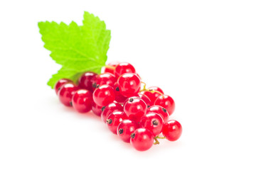 Red Currant isolated on a white background