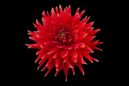 Fototapeta Flower. red flower on a black background