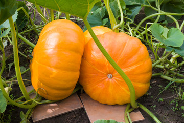 Ripening pumpkin lying in the garden on the tiles that protect against rot 