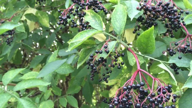 Holunder, Sambucus niger, reife Beeren am Busch