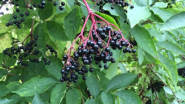 Holunder, Sambucus niger, reife Beeren am Busch