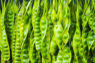 fresh pods parkia for sale in market