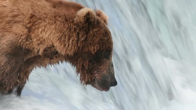 Slow motion of Alaskan brown bear fishing for salmon at Brooks Falls in Katmai National Park, Alaska
