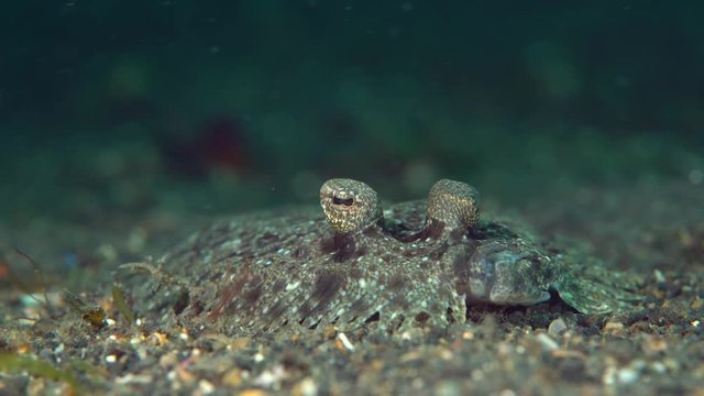 Flounder moving eyes around and resting in sand