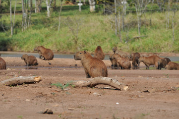 group of capybaras in the sun