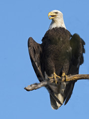 Bald Eagle in Tree