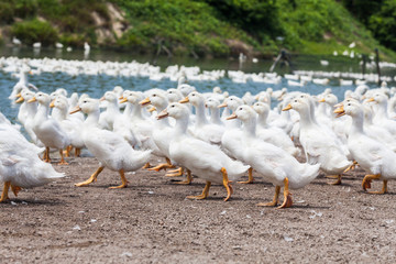 Real white duck in a farm with pond