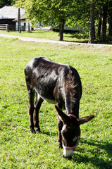 A cute donkey while eating grass