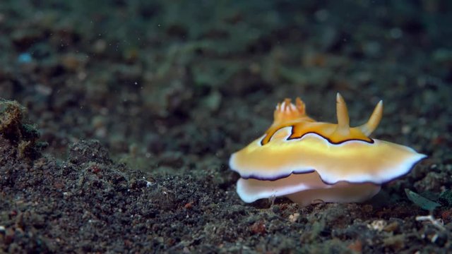 Goniobranchus coi nudibranch roaring