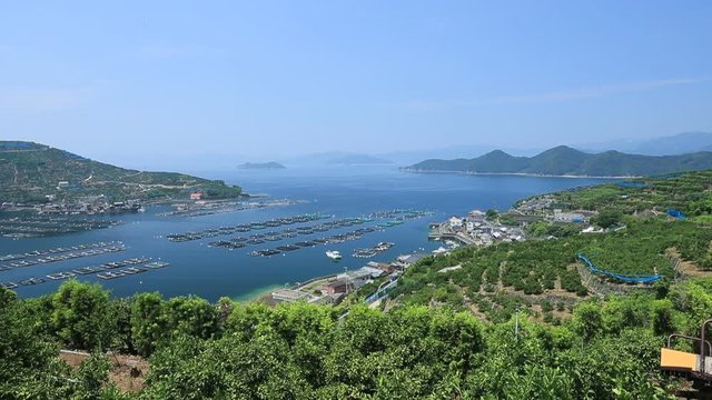 みかんの段々畑と養殖いかだ（愛媛県八幡浜川上）／左パン
