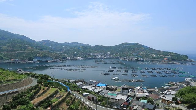みかんの段々畑と養殖いかだ（愛媛県八幡浜川上）／右パン