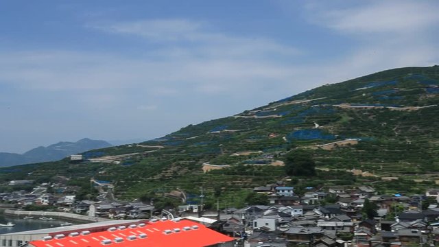 みかんの段々畑と養殖いかだ（愛媛県八幡浜川上）／右パン