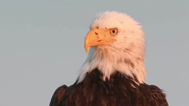 Portrait of a bald eagle in Homer, Alaska