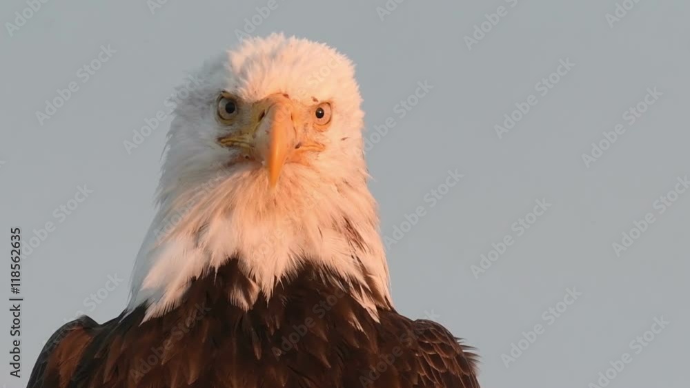 Sticker Portrait of a bald eagle in Homer, Alaska