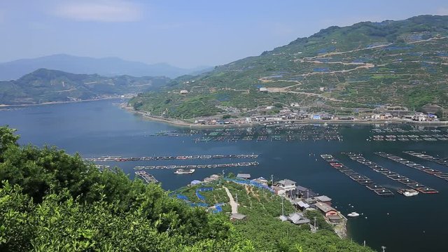 みかんの段々畑と養殖いかだ（愛媛県八幡浜川上）／右パン