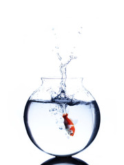 goldfish jumping into a bowl isolated on white background