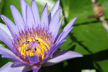 Blue lotus and barbed wire
