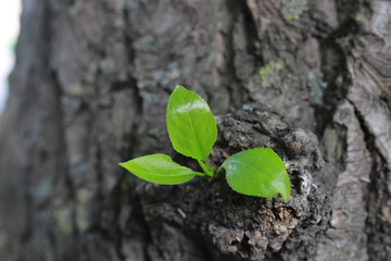 new leaf on tree