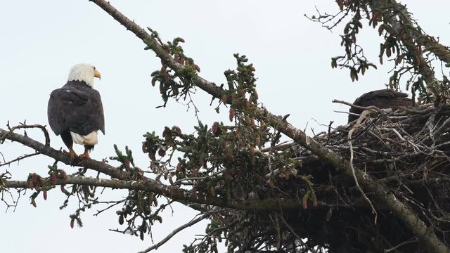 An adult bald eagle perched near a nest with three chicks inside near Homer, Alaska