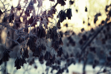 frost on trees the winter