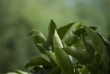 Obraz premium Wet leaves