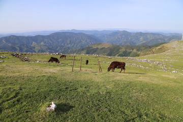 Fototapeta na wymiar 四国カルスト牛のいる風景