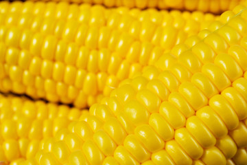 Fresh corn cobs for a healthy cooking, close-up 