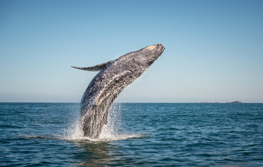 Fototapeta premium Wesołego łamania się wieloryba