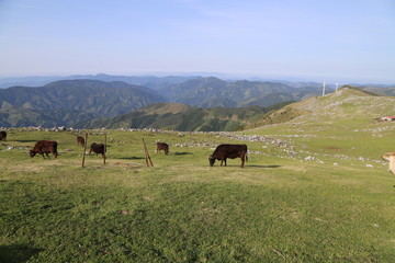四国カルスト牛のいる風景