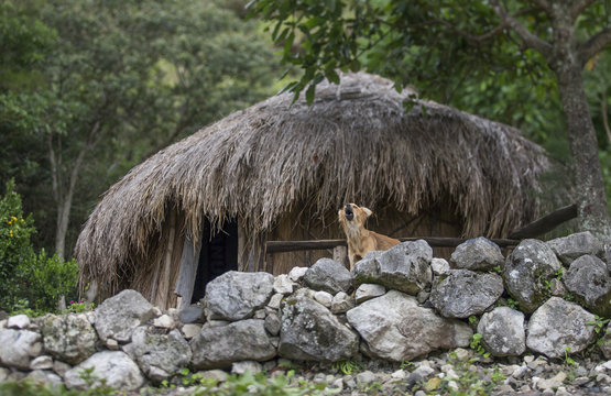 Home in Wamena, West Papua, Indonesia